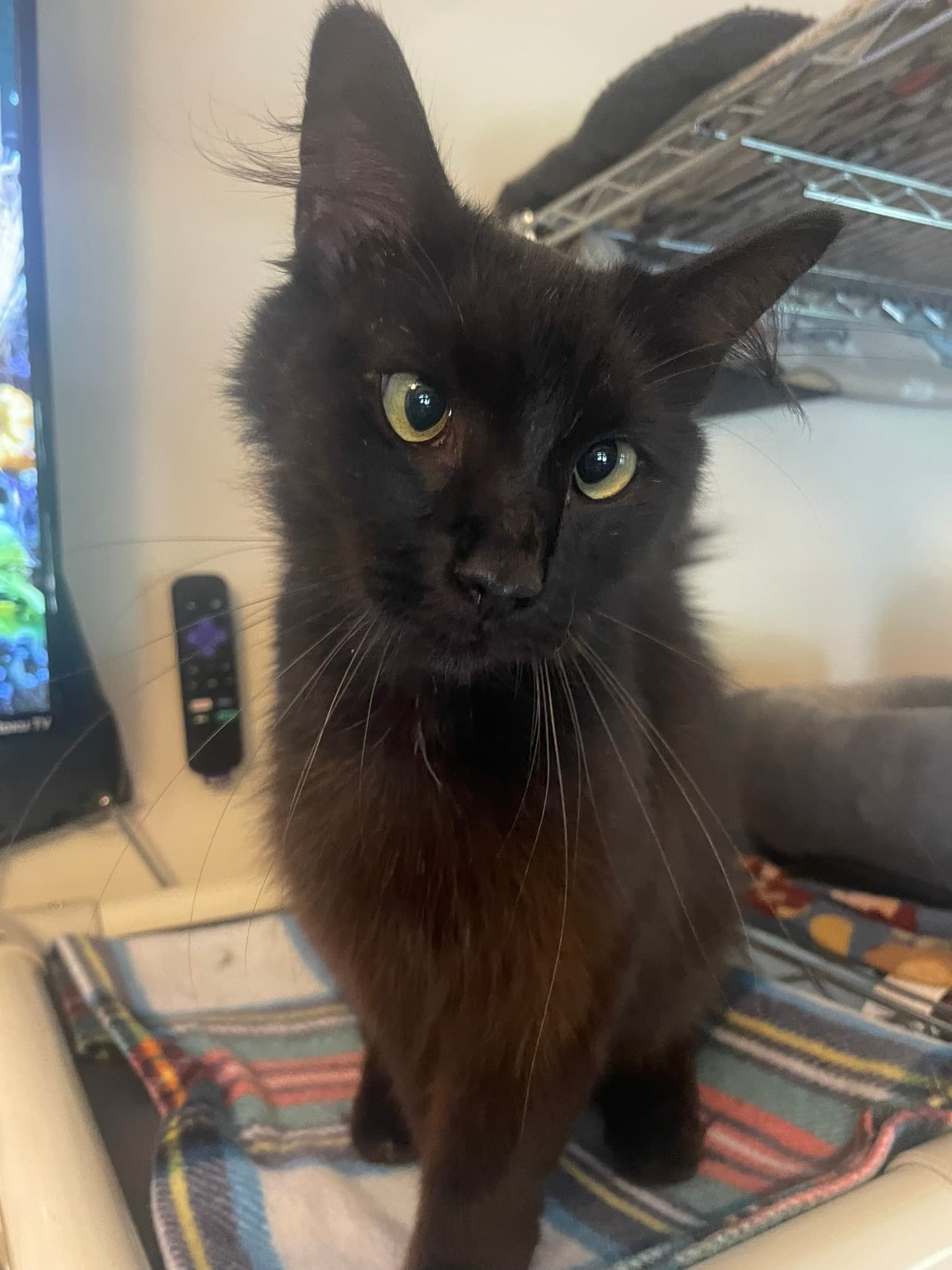 Coco